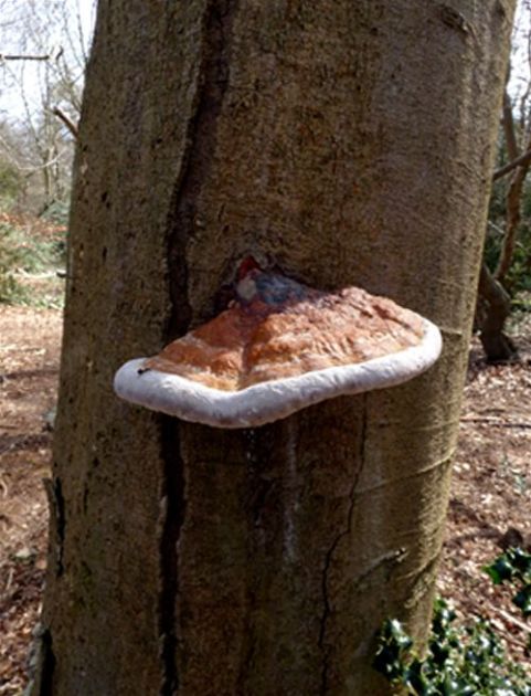 A large bracket on a beech monolith at Burnham Beeches, Buckinghamshire